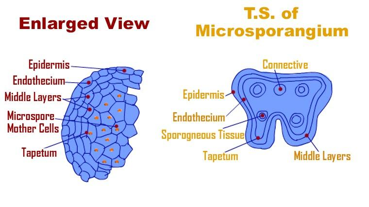 Explain the role of tapetum in the formation of the pollen-grain wall.