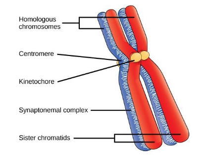 Chromosome labeled diagram