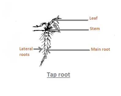 Draw a neat labeled diagram of the taproot system.