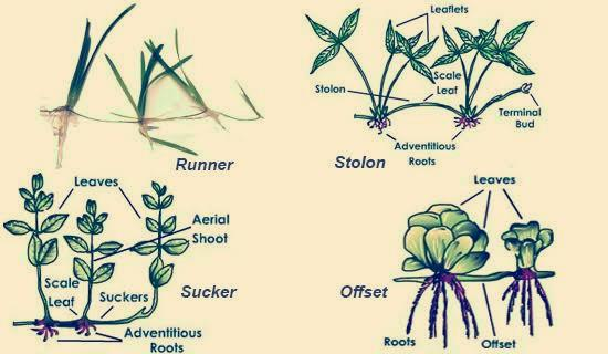 diagram showing difference between creepers and climbers