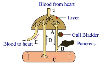 Liver diagram with parts