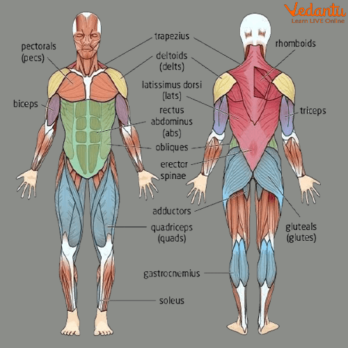 Muscular System