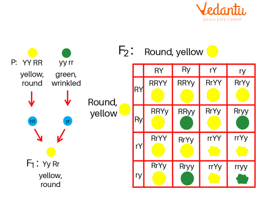 Dihybrid Cross