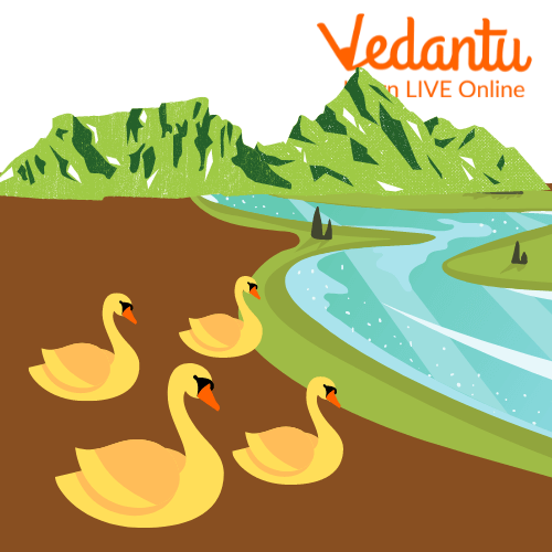 The golden swans on the banks of the river