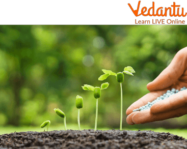Germinating seed