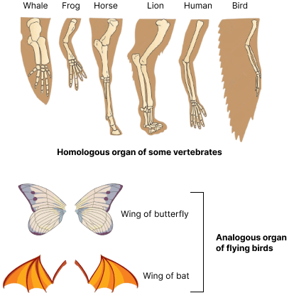 Homologous and Analogous organs
