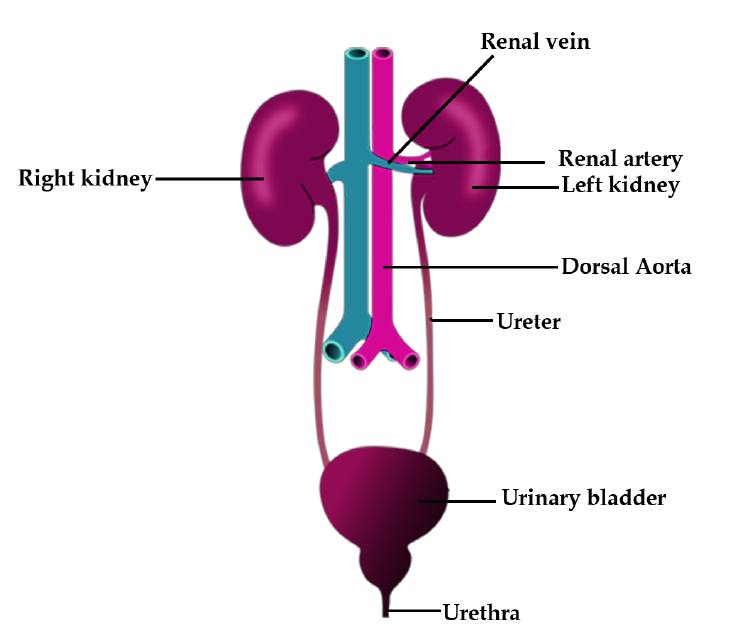 Human Excretory System