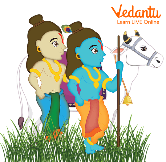 Krishna and Balram Grazing Cattle in the Field