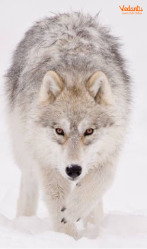 Arctic Wolf