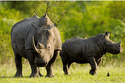 A Rhino