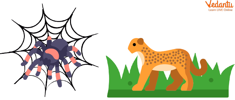 Legs of animals