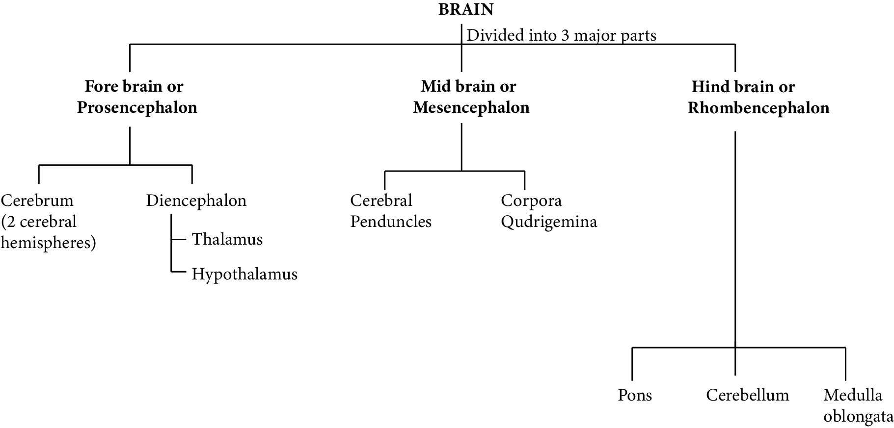 Classification of the Human Brain into Different Sections