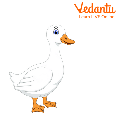 The Little White Duck
