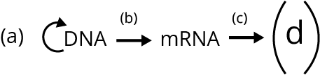 Lac operon model
