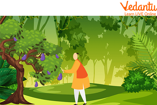 Tenali Rama Stealing Brinjal
