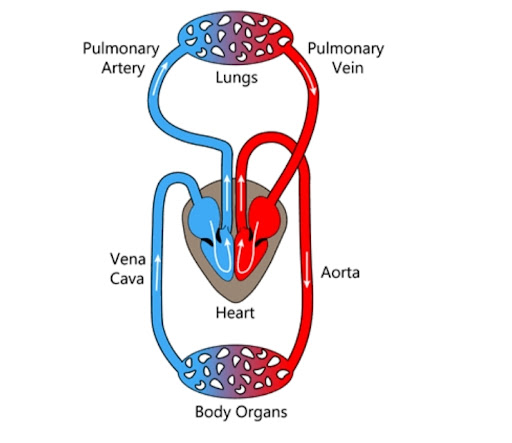 Schematic Diagram of Circulation