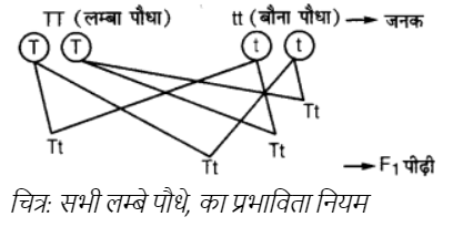 सभी लम्बे पौधे