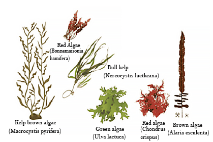 classification of algae