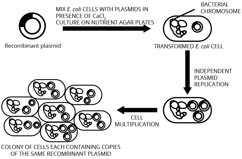 Regenerative DNA Technology