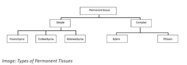 Types of Permanent Tissues