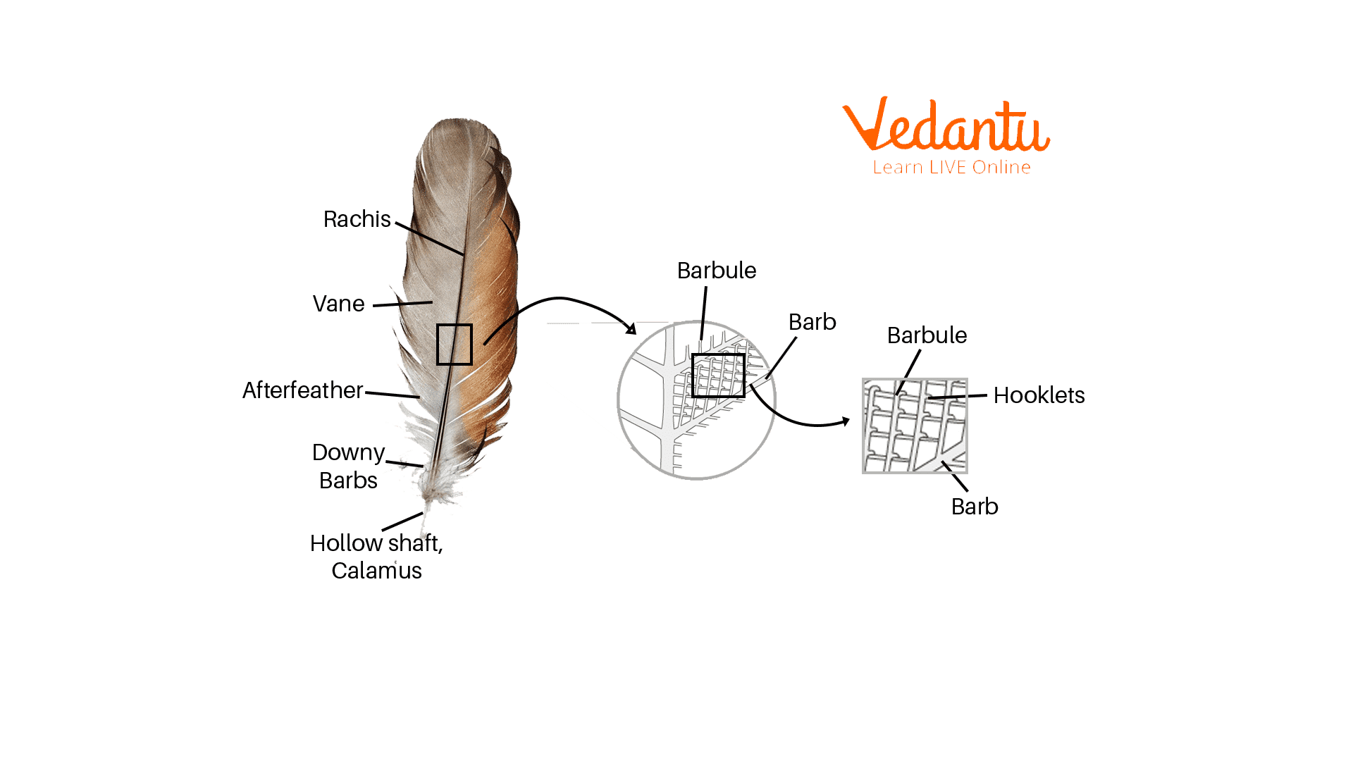 Feather
