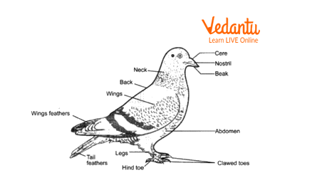External features of pigeon