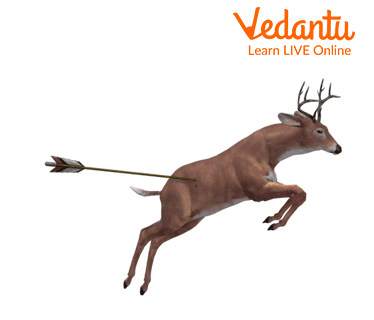 The one-eyed doe killed by the hunter
