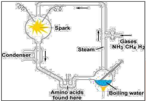 amino acids which make up protein molecules