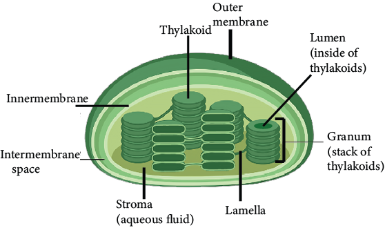 Chloroplast