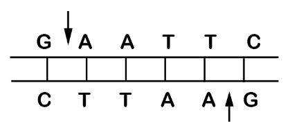 Enzyme EcoRI