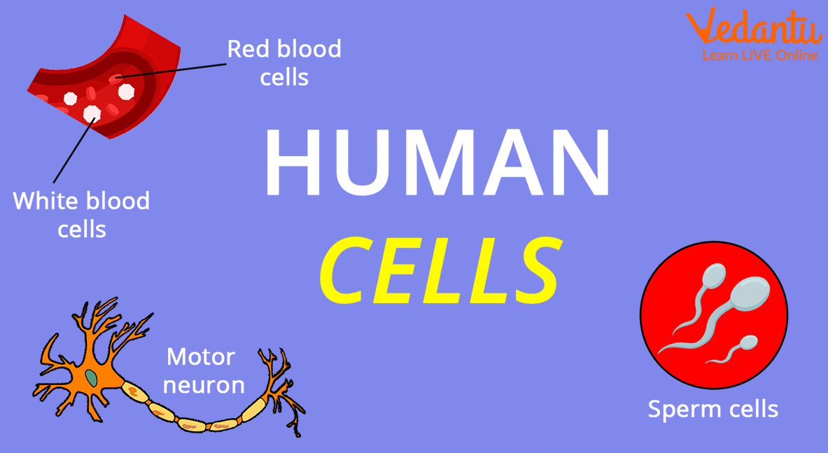 Types of Cells
