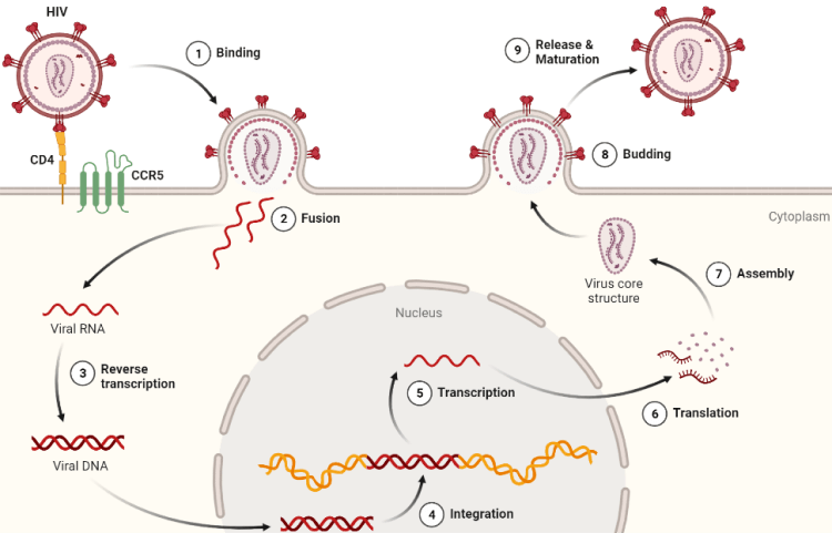 Life cycle of HIV virus