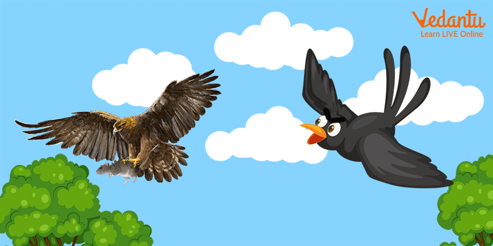 Crow chasing the Kasay Kasay
