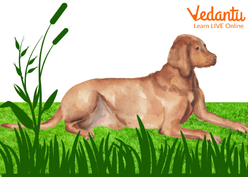 Old Sultan, The Dog