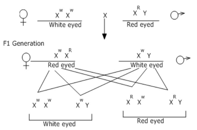 Cross between Red-eyed male and White-eyed female fruit fly