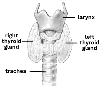 The Thyroid Gland