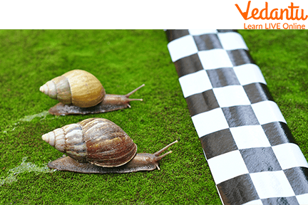 Snails Racing
