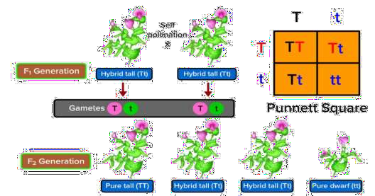 genetic experiment on pea plants in 1856
