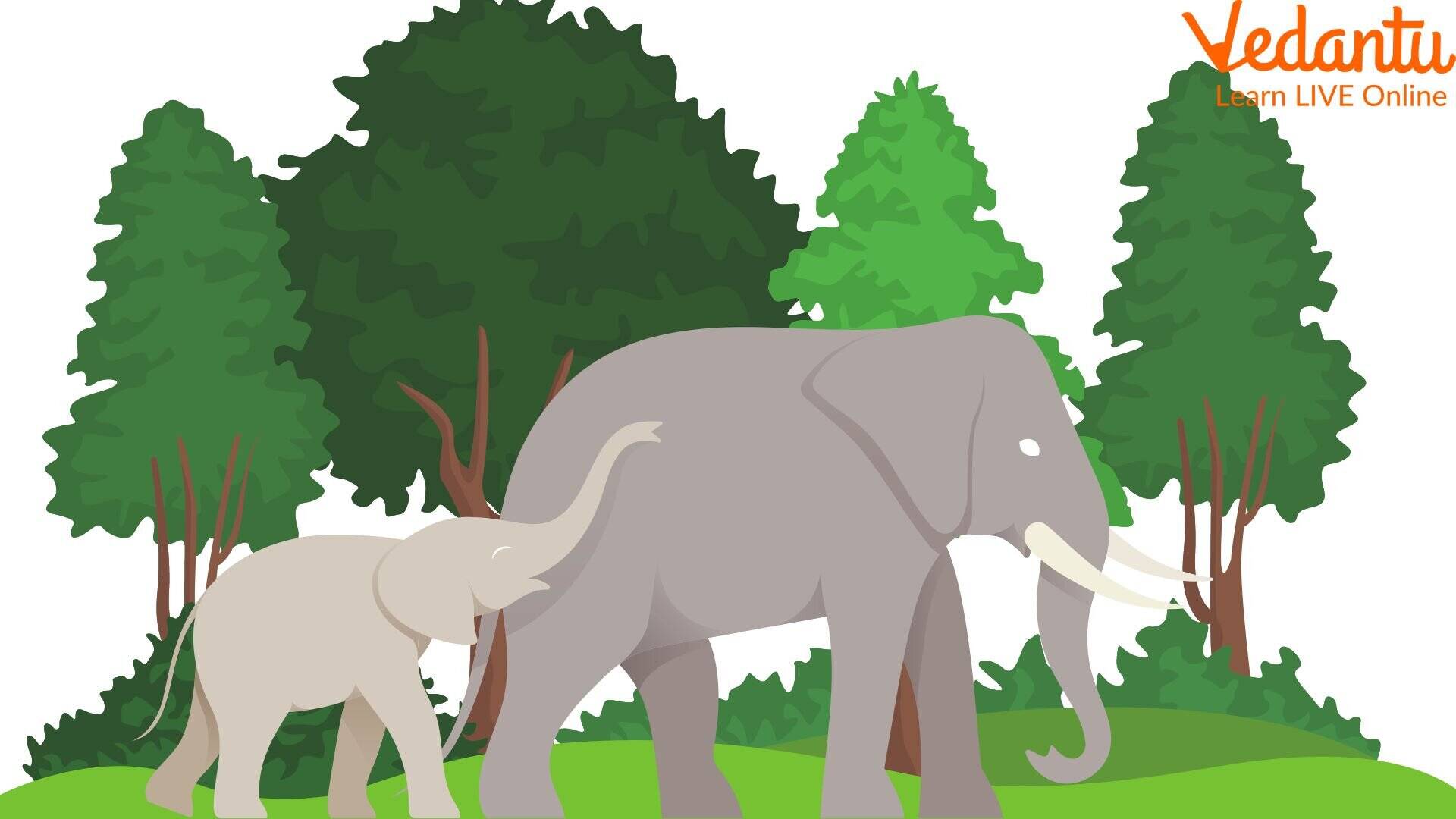 Elephants And Their History