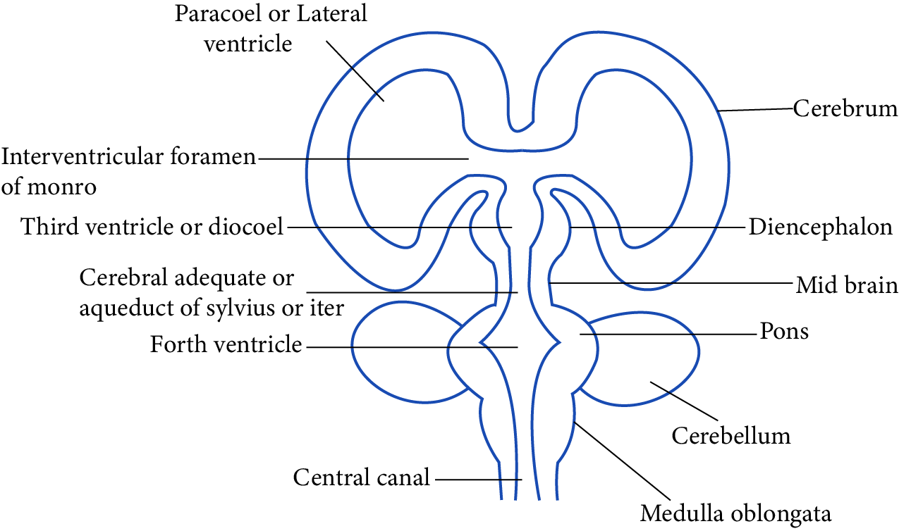 Longitudinal Section of Human Brain