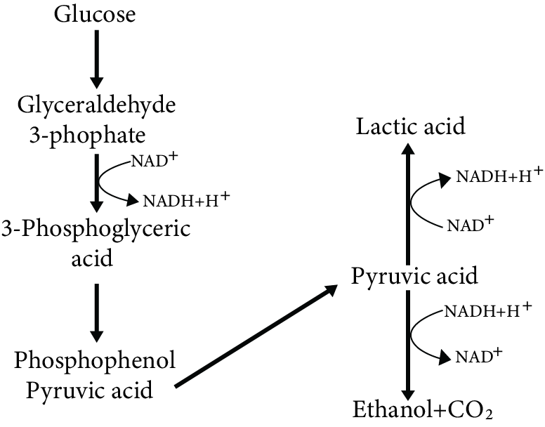 Conversion of Pyruvic Acid into Lactic Acid