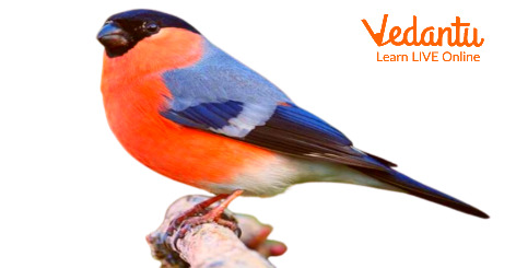 Image of Male Society Finches
