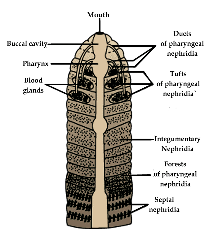 Morphology of Cockroach