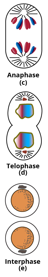 The different stages of mitosis