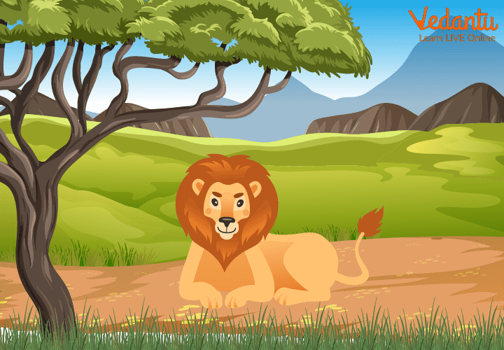 The lion sitting under a tree on a hot summer day