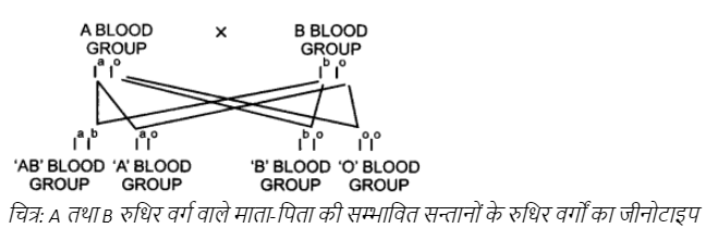 रुधिर वर्ग की जीनी संरचना