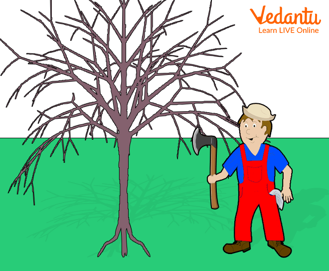 The Woodcutter and the Forest Animals