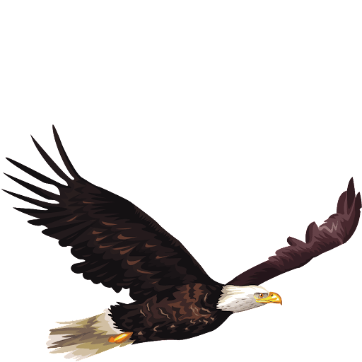 seagull