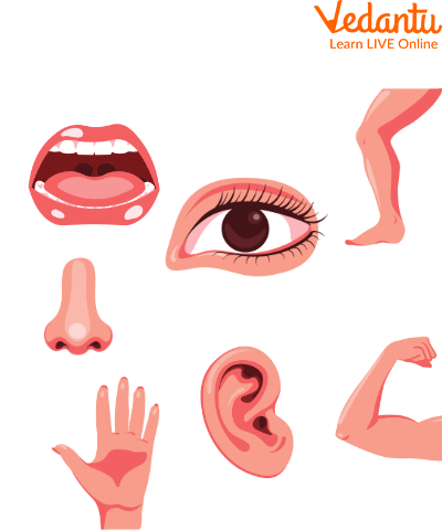 Parts of the Body