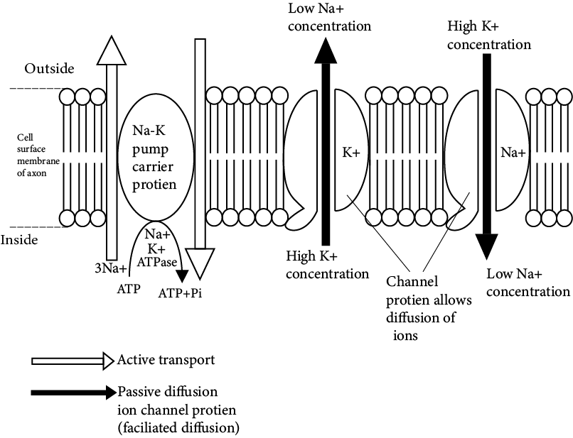 Membrane Potential Across Nerve Cell during a Nerve Impulse
